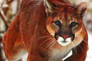 Lion Guide Training - Guide School Classes