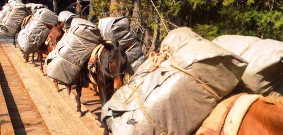 Horse and Mule Packing School