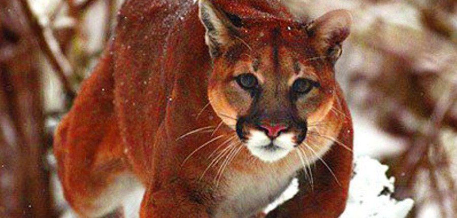 Houndsmen and Lion Guide Training